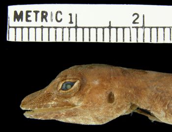 Media type: image; Herpetology R-154127
